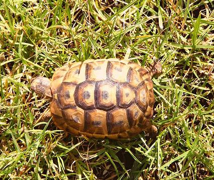 Decomisados cuatro ejemplares de tortuga mora procedentes de Argelia