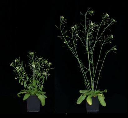 Por qué algunas variedades de la planta Arabidopsis son una revolución verde natural