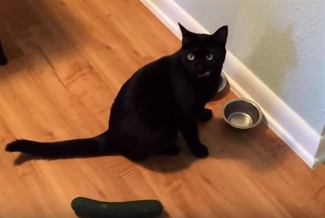 El ‘pepino’ enemigo número 1 del gato (Vea VIDEO)