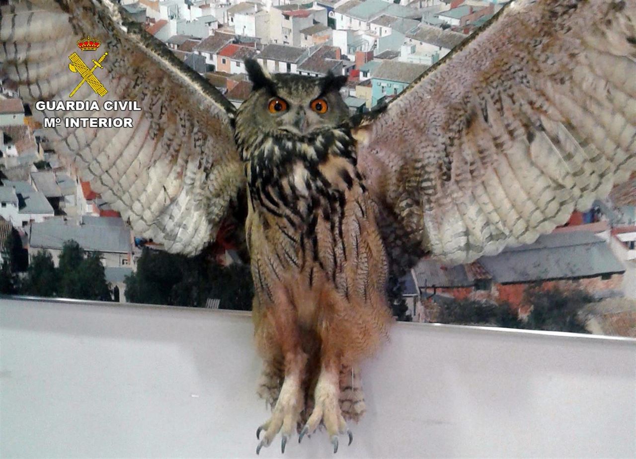 En Cieza recuperan un búho real herido por una descarga eléctrica