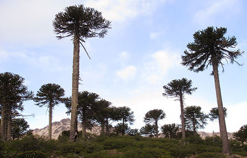 Investigadores argentinos analizan la variabilidad climática entre los dos hemisferios en el último milenio