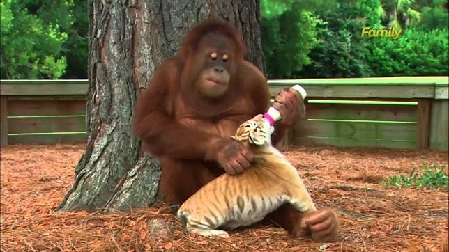 Un orangután cuida a tres tigres (vea video)