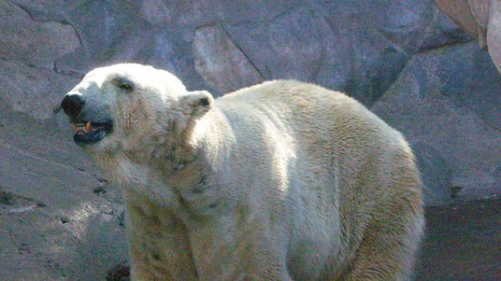 Argentina. Proponen modificar la ley de protección animal
