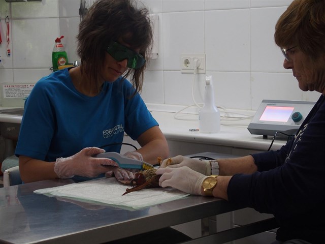 Un centro de fauna de Lleida trata con laserterapia pájaros heridos en instalaciones eléctricas