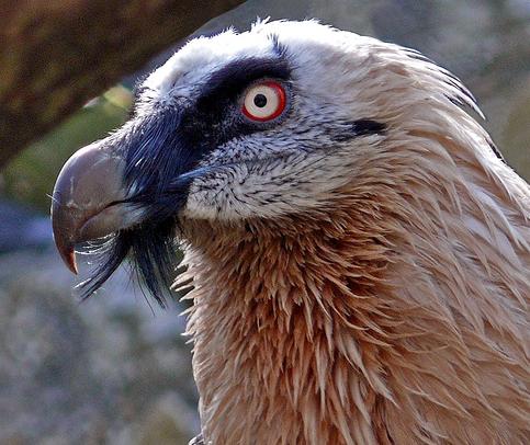 Conferencia sobre el futuro del quebrantahuesos en Jaén