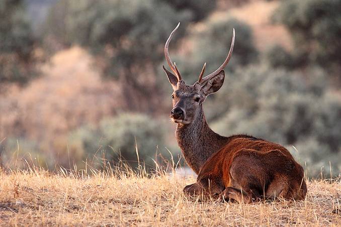 El Plan de Ordenación del Territorio (POT) del Campo de Gibraltar bajo un fuerte componente medioambiental