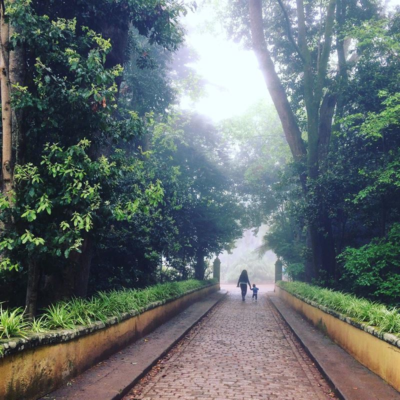España destina casi 86.000 euros al Proceso Paneuropeo de Protección de Bosques