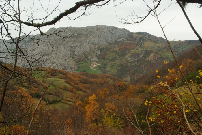 El Principado de Asturias amenaza el hayedo de Monte Grande