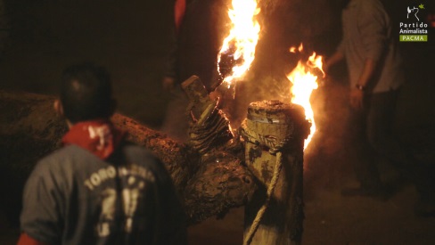 Toro Jubilo de Medinaceli
