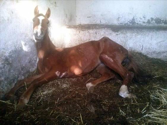 Dos caballos en descomposición y más de 40 malnutridos en un club hípico de Okondo (Álava)