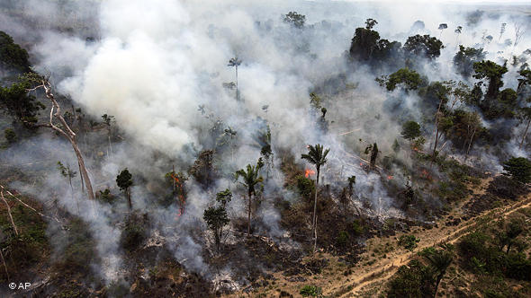 Bosques en lugar de carne: Brasil y la nueva protección del medioambiente