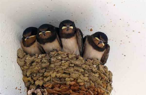 Golondrinas radiactivas