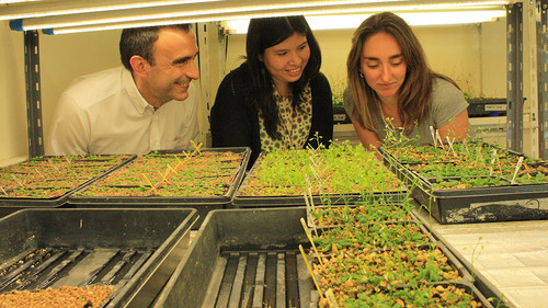 En Argentina descubren el primer sensor de temperatura de las plantas