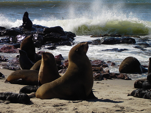 El 1% del mar está protegido