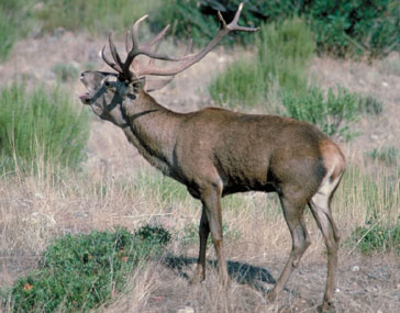 Una bacteria afecta a los ciervos ibéricos salvajes