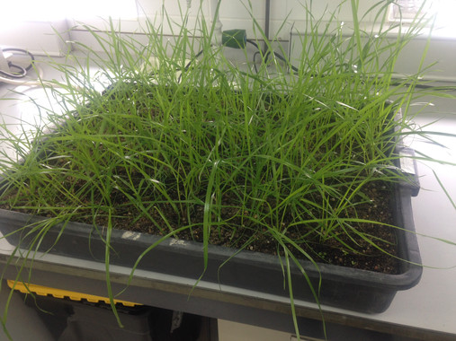 Sabes cómo las malas hierbas se defienden de los herbicidas