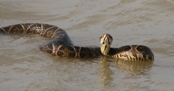 Aumentan los avistamientos de yararás en la ribera