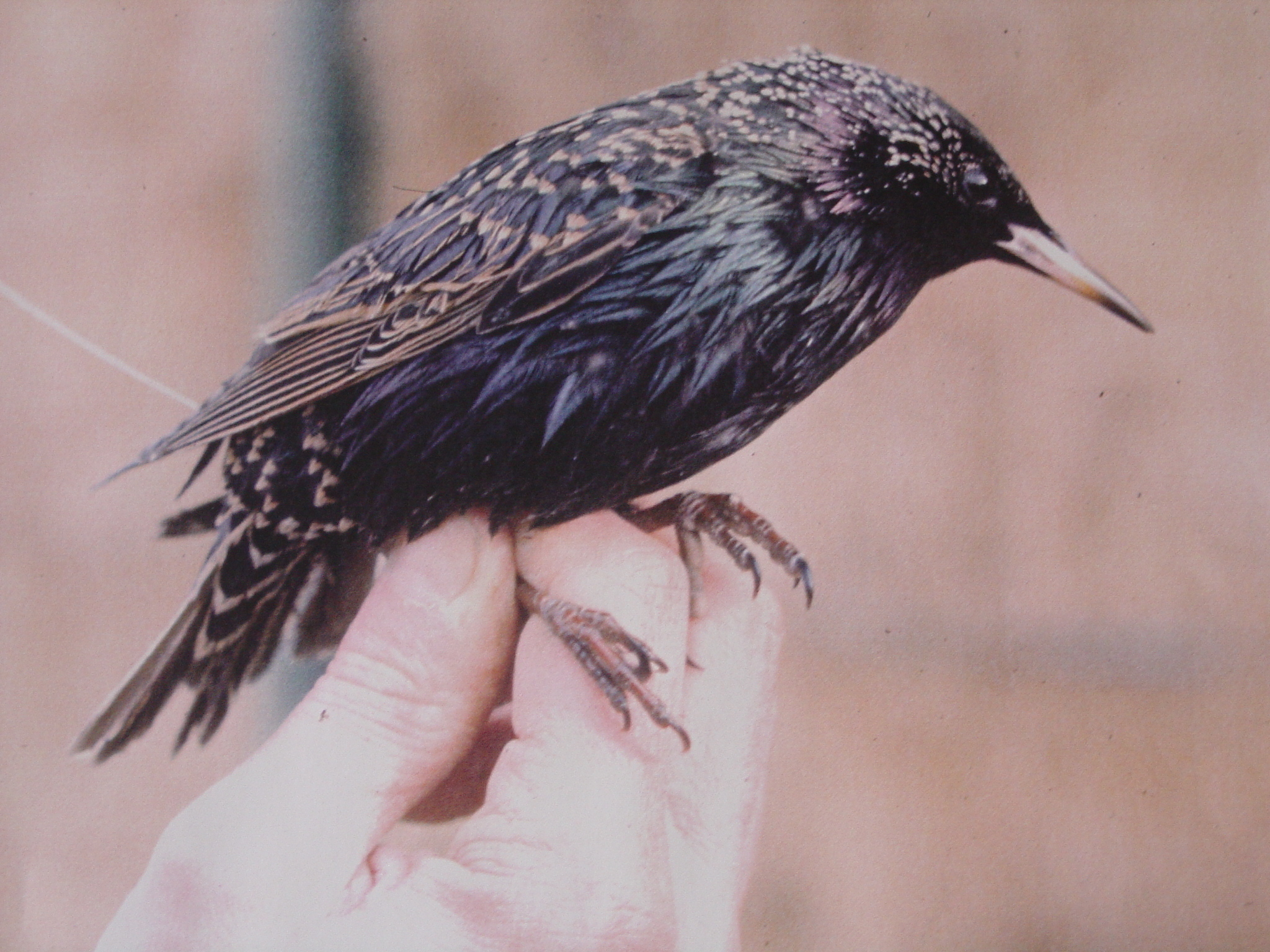 El ruido provocado por el hombre fragmenta las poblaciones de aves