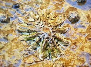 Esquilman la Lapa ferruginosa en el Campo de Gibraltar