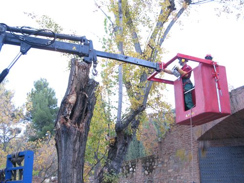 Impulsan la renovación de las arboledas de la Alhambra