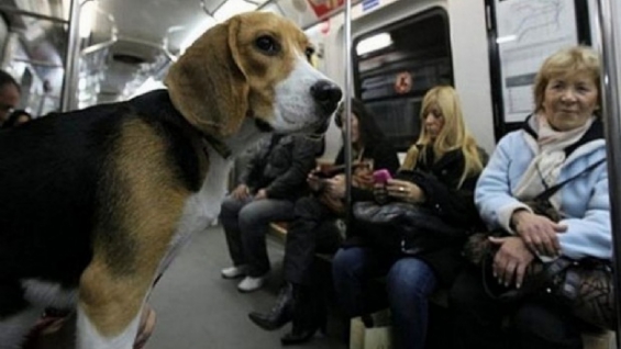 Los perros y los gatos podrán ser un ‘viajero’ más del subte