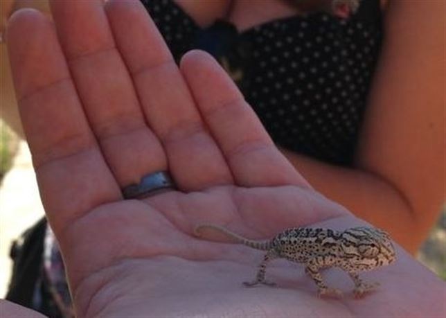 Nacen 35 camaleones en el Centro de Control de la Biodiversidad