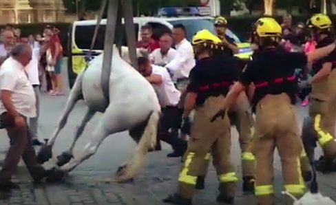 Maltrato animal en los coches de caballos de Sevilla