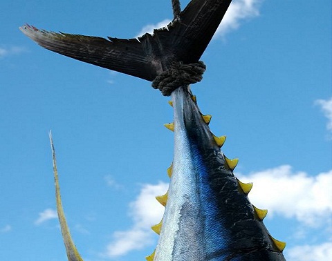 La oposición de España frena una posición común para negociar las capturas de atún rojo