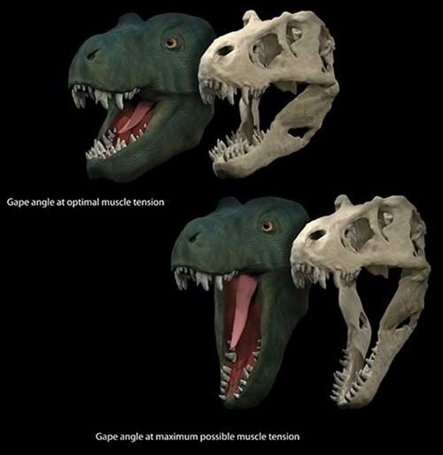 Por qué los dinosaurios tenían la boca tan grande