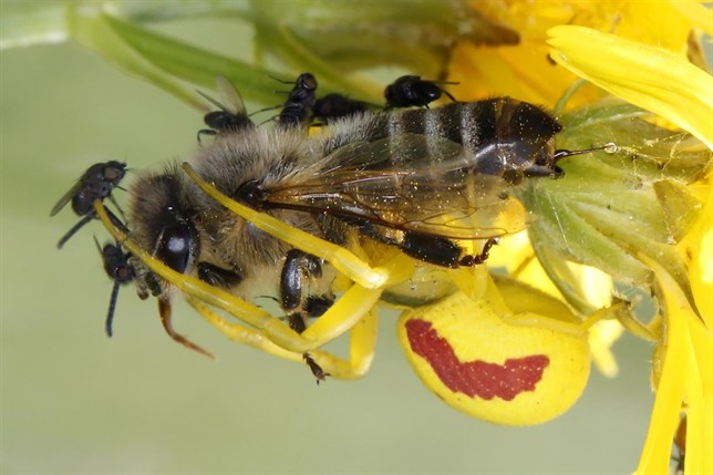 Conoces la flor que huele como una abeja víctima de un ataque