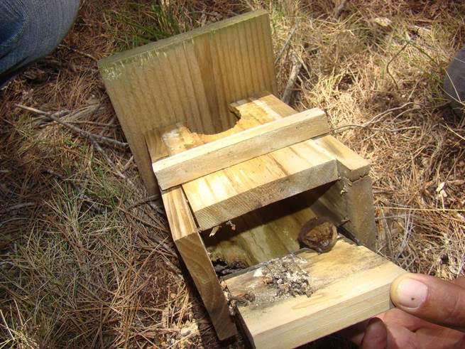 Baleares instalará más cajas refugio para murciélagos que ayudan a controlar las plagas