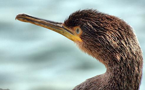 El movimiento ecologista critica el control del cormoran