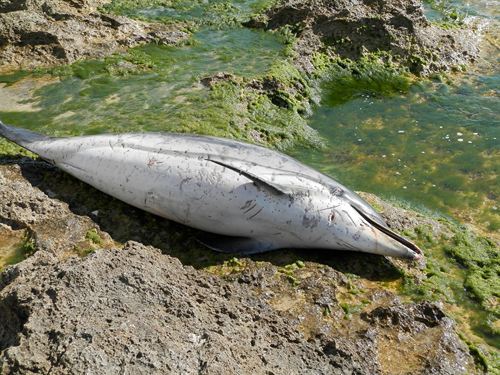 Delfín muerto de 120 kilos y 2 metros de largo en la costa de Torrevieja