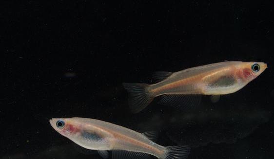 Los peces hembra se aparean antes con los pretendientes conocidos