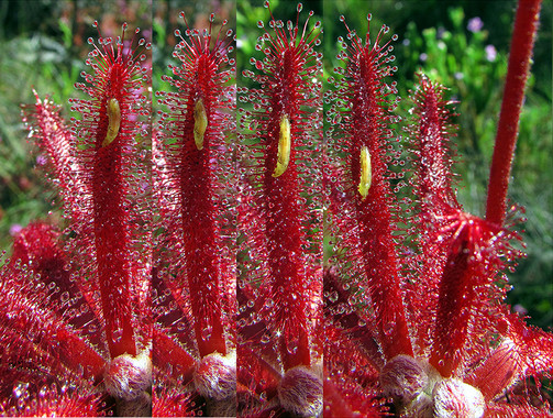 Ladrón que roba a otro ladrón’ y las plantas carnívoras