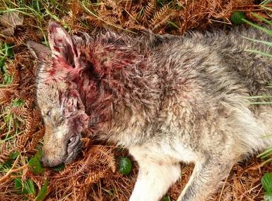 Lobo ibérico abatido a tiros en Portugal