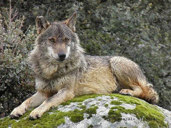 La Junta de Andalucía demuestra una gravísima dejación de sus deberes ante la extinción del lobo