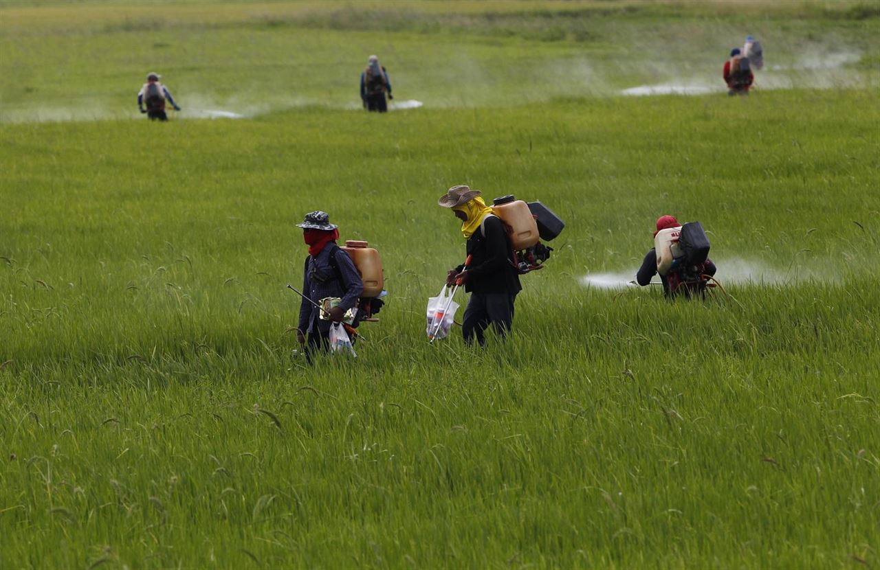 Los pesticidas y la calidad de los espermatozoides
