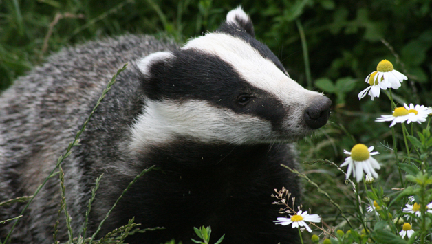 Qué precio tiene el capital natural