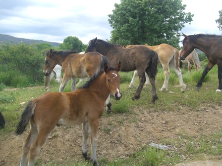 La Asamblea aprueba por unanimidad reconocer al caballo serrano como raza autóctona