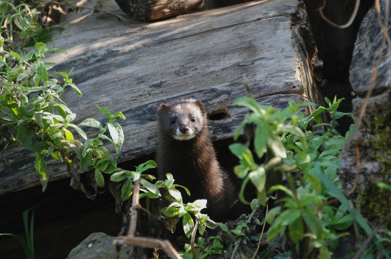 Aragón apuesta por el visón europeo