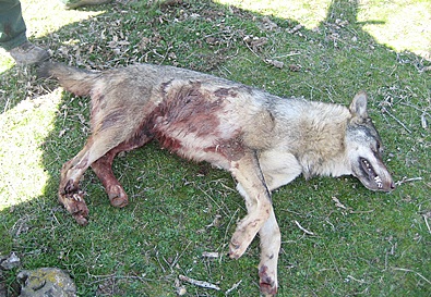 El parque de Picos persigue a los lobos