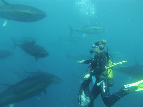 Grup Balfegó ofrece la posibilidad de bucear entre atunes rojos con Tuna Tour Diving