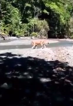Costa Rica. Puma robó miradas en el Parque Nacional Corcovado