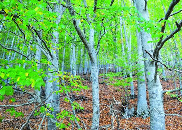 Informe La Situación de los Bosques y el Sector Forestal en Españla - ISFE 2013