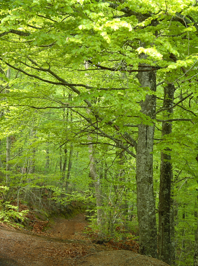 Los jardines de la Fundación Lázaro Galdiano de Madrid contarán con un bosquete de hayas navarras