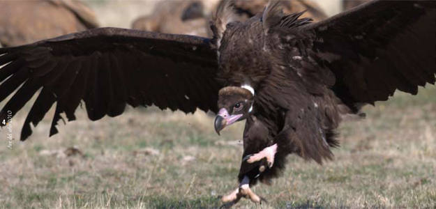 Trasladan a cuatro buitres desde Madrid al Pirineo catalán para repoblar la especie