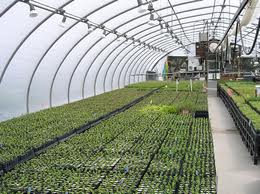 México: Los invernaderos de Baja California utilizarán calor geotérmico