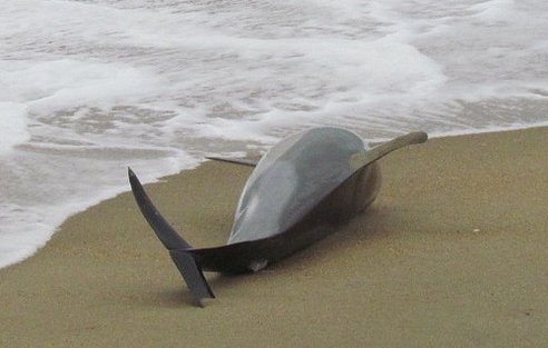 Perú. Según ONG’s la muerte de delfines es debido a las ondas sonoras de las prospecciones petrolíferas