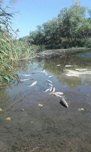 Hallan decenas de peces muertos en el río Henares a su paso por la localidad